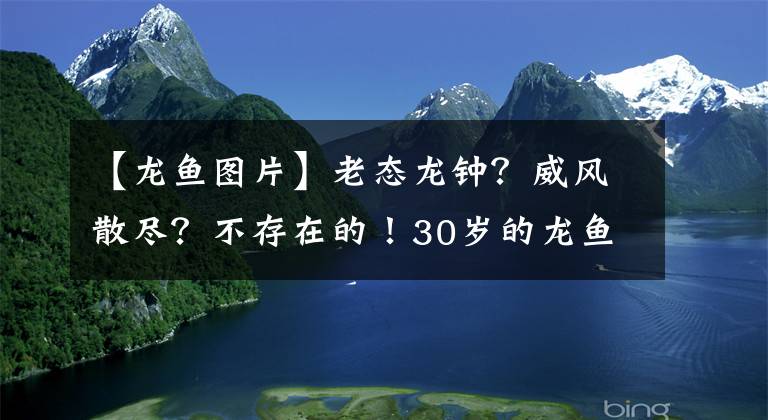 【龍魚(yú)圖片】老態(tài)龍鐘？威風(fēng)散盡？不存在的！30歲的龍魚(yú)大佬風(fēng)采依舊