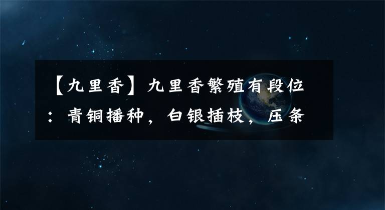 【九里香】九里香繁殖有段位：青銅播種，白銀插枝，壓條直沖鉆石寶座