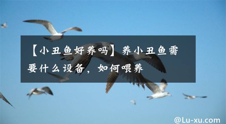 【小丑魚好養(yǎng)嗎】養(yǎng)小丑魚需要什么設(shè)備，如何喂養(yǎng)