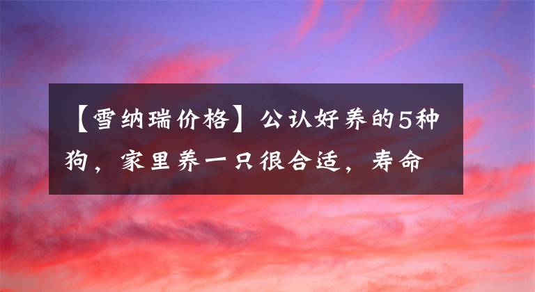 【雪納瑞價格】公認好養(yǎng)的5種狗，家里養(yǎng)一只很合適，壽命很長，還越養(yǎng)越值錢