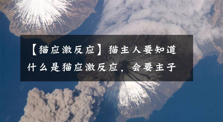 【貓應(yīng)激反應(yīng)】貓主人要知道什么是貓應(yīng)激反應(yīng)，會(huì)要主子命的