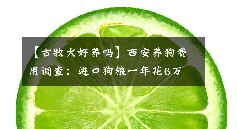 【古牧犬好養(yǎng)嗎】西安養(yǎng)狗費用調查：進口狗糧一年花6萬 住院4天花2000