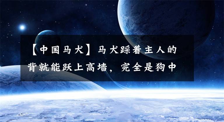 【中國馬犬】馬犬踩著主人的背就能躍上高墻，完全是狗中的蜘蛛俠啊