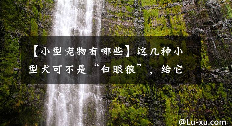 【小型寵物有哪些】這幾種小型犬可不是“白眼狼”，給它一口吃的，就會(huì)跟你一輩子