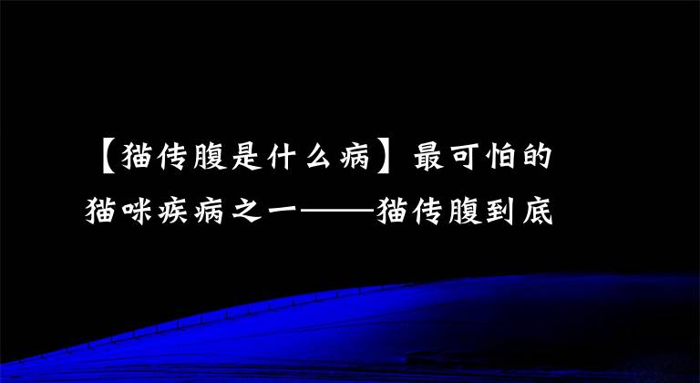 【貓傳腹是什么病】最可怕的貓咪疾病之一——貓傳腹到底是怎么一回事？