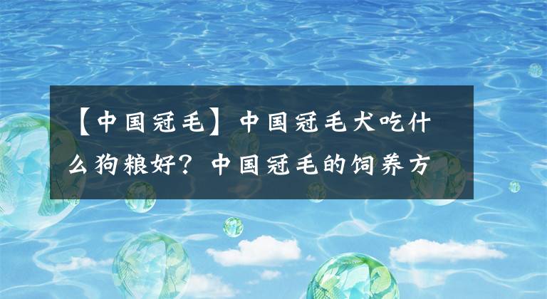 【中國冠毛】中國冠毛犬吃什么狗糧好？中國冠毛的飼養(yǎng)方法介紹！