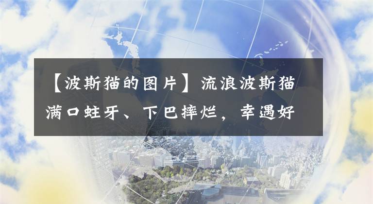 【波斯貓的圖片】流浪波斯貓滿口蛀牙、下巴摔爛，幸遇好心人，就是這形象有點搞笑