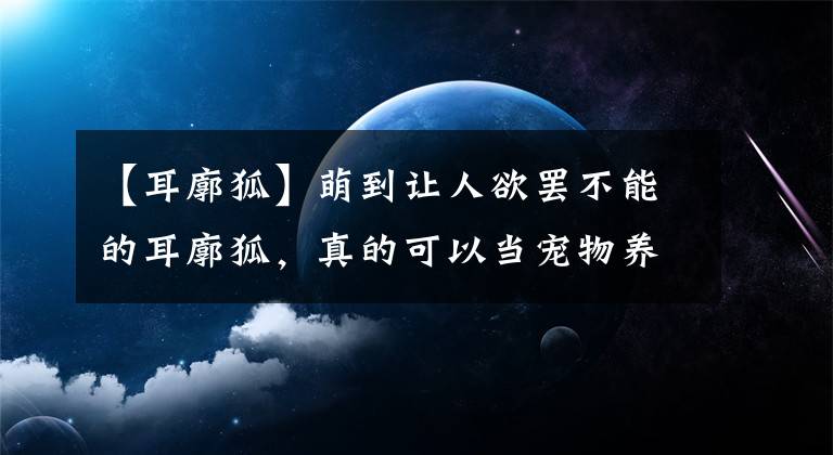 【耳廓狐】萌到讓人欲罷不能的耳廓狐，真的可以當(dāng)寵物養(yǎng)嗎？