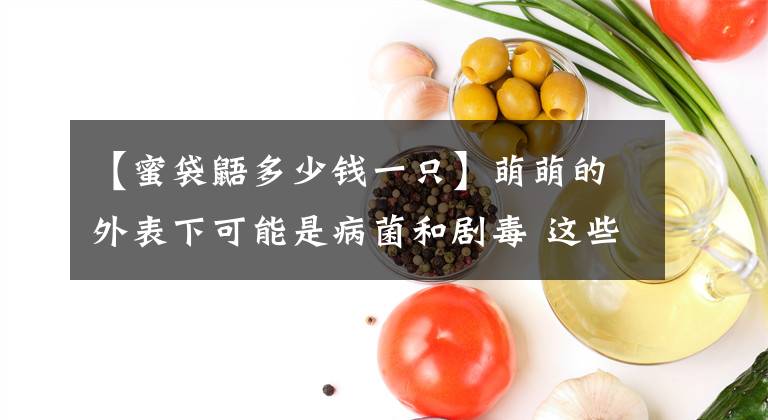 【蜜袋鼯多少錢一只】萌萌的外表下可能是病菌和劇毒 這些毛茸茸并不適合當(dāng)寵物養(yǎng)