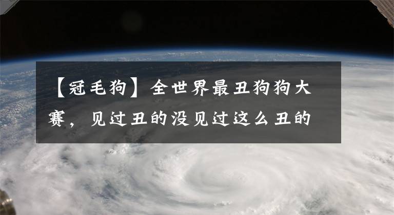 【冠毛狗】全世界最丑狗狗大賽，見過丑的沒見過這么丑的