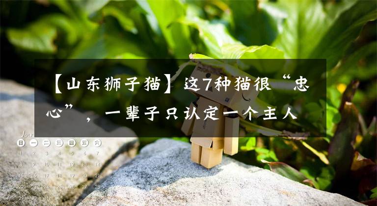 【山東獅子貓】這7種貓很“忠心”，一輩子只認定一個主人，養(yǎng)到是福氣