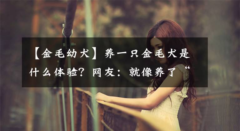 【金毛幼犬】養(yǎng)一只金毛犬是什么體驗？網(wǎng)友：就像養(yǎng)了“白眼狼”