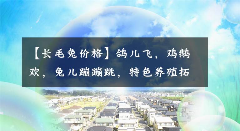 【長毛兔價格】鴿兒飛，雞鵝歡，兔兒蹦蹦跳，特色養(yǎng)殖拓寬鄉(xiāng)村致富路