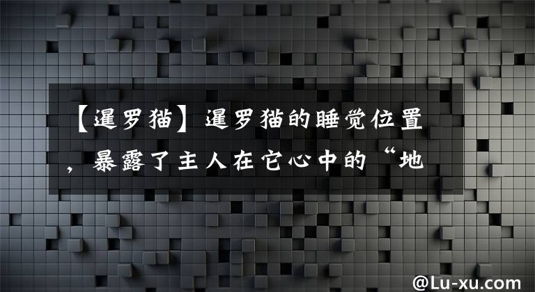 【暹羅貓】暹羅貓的睡覺位置，暴露了主人在它心中的“地位”