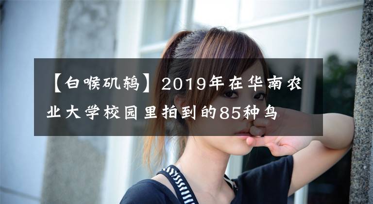 【白喉磯鶇】2019年在華南農(nóng)業(yè)大學(xué)校園里拍到的85種鳥