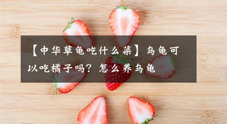 【中華草龜吃什么菜】烏龜可以吃橘子嗎？怎么養(yǎng)烏龜