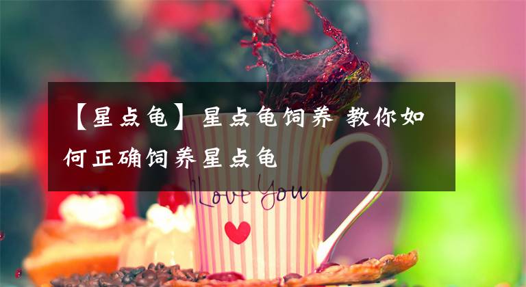 【星點(diǎn)龜】星點(diǎn)龜飼養(yǎng) 教你如何正確飼養(yǎng)星點(diǎn)龜