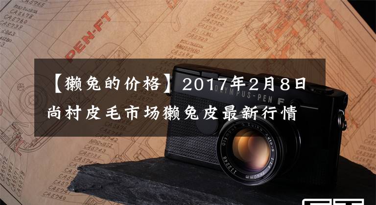 【獺兔的價(jià)格】2017年2月8日尚村皮毛市場(chǎng)獺兔皮最新行情