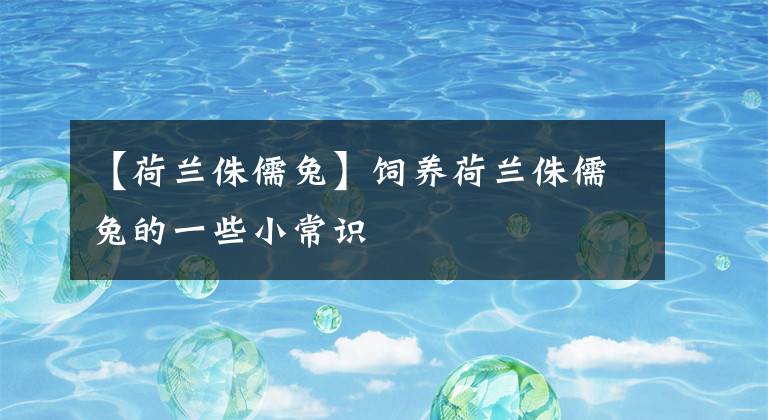 【荷蘭侏儒兔】飼養(yǎng)荷蘭侏儒兔的一些小常識