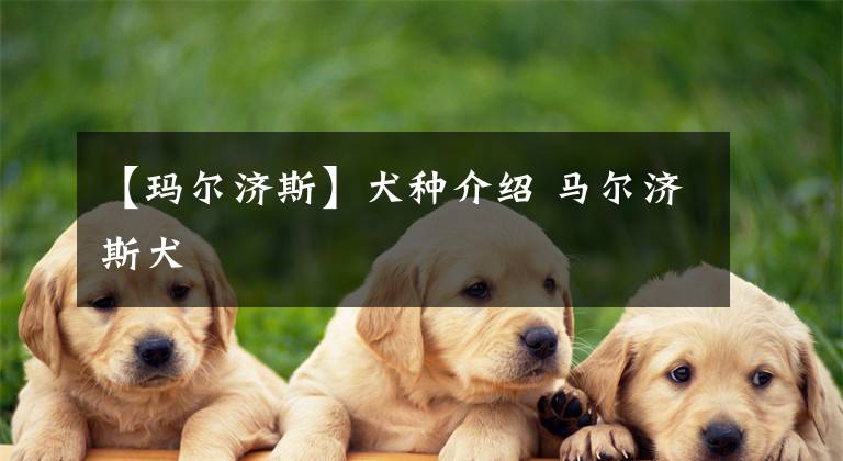 【瑪爾濟斯】犬種介紹 馬爾濟斯犬