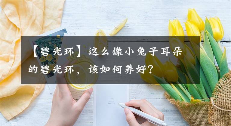 【碧光環(huán)】這么像小兔子耳朵的碧光環(huán)，該如何養(yǎng)好？