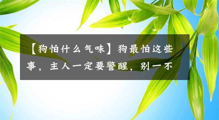 【狗怕什么氣味】狗最怕這些事，主人一定要警醒，別一不小心踩坑了