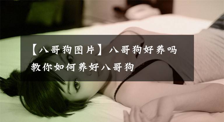 【八哥狗圖片】八哥狗好養(yǎng)嗎 教你如何養(yǎng)好八哥狗