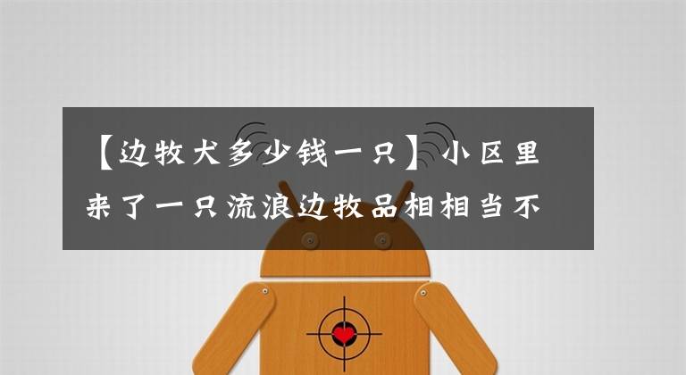 【邊牧犬多少錢一只】小區(qū)里來了一只流浪邊牧品相相當不錯，被拋棄的原因令人費解