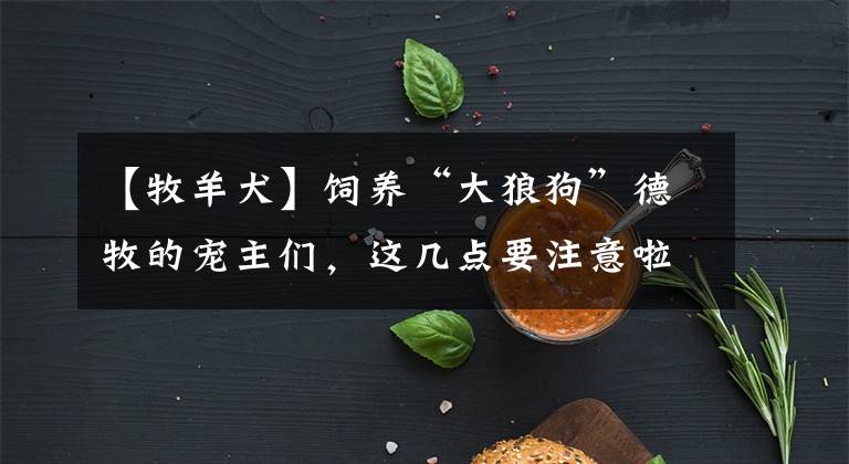 【牧羊犬】飼養(yǎng)“大狼狗”德牧的寵主們，這幾點要注意啦