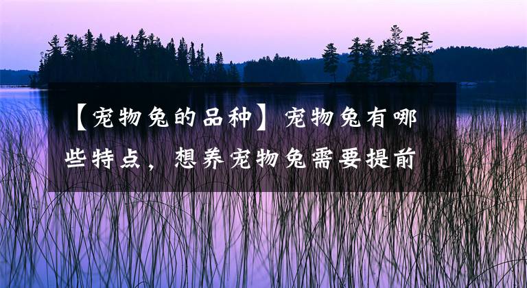 【寵物兔的品種】寵物兔有哪些特點(diǎn)，想養(yǎng)寵物兔需要提前做好哪些準(zhǔn)備？