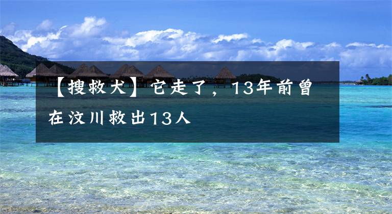 【搜救犬】它走了，13年前曾在汶川救出13人