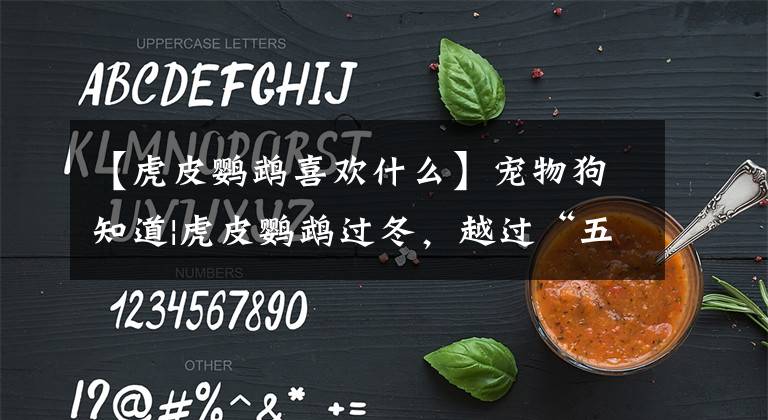 【虎皮鸚鵡喜歡什么】寵物狗知道|虎皮鸚鵡過冬，越過“五官”