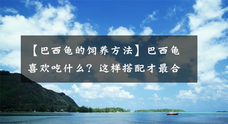 【巴西龜?shù)娘曫B(yǎng)方法】巴西龜喜歡吃什么？這樣搭配才最合理！