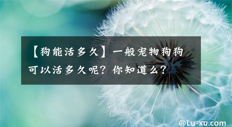 【狗能活多久】一般寵物狗狗可以活多久呢？你知道么？