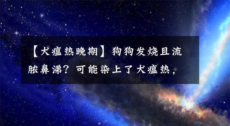 【犬瘟熱晚期】狗狗發(fā)燒且流膿鼻涕？可能染上了犬瘟熱，及時(shí)治療才能挽救生命