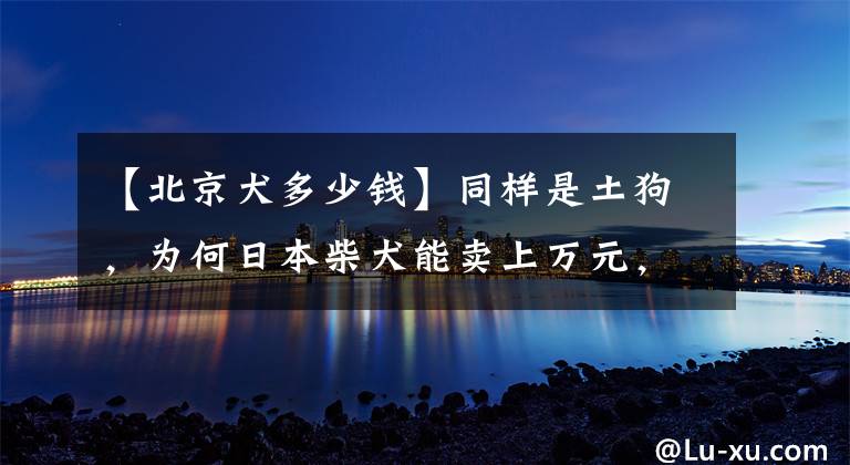 【北京犬多少錢】同樣是土狗，為何日本柴犬能賣上萬元，而中華田園犬卻無人問津？