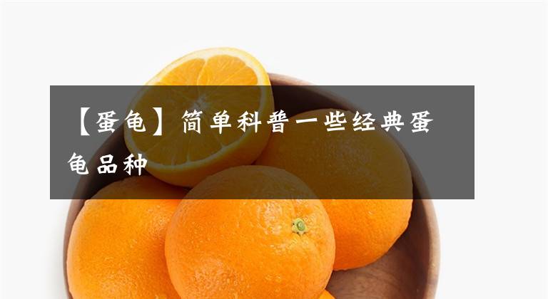 【蛋龜】簡(jiǎn)單科普一些經(jīng)典蛋龜品種