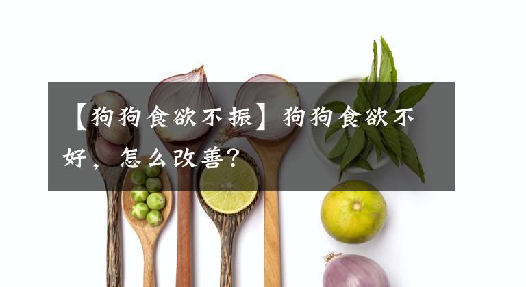 【狗狗食欲不振】狗狗食欲不好，怎么改善？