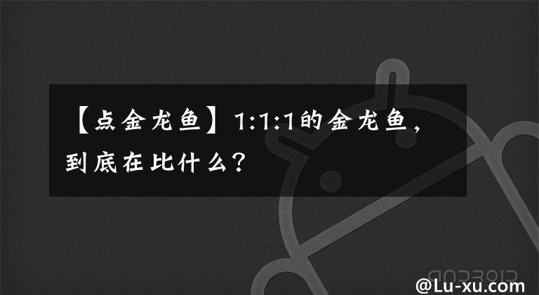 【點金龍魚】1:1:1的金龍魚，到底在比什么？