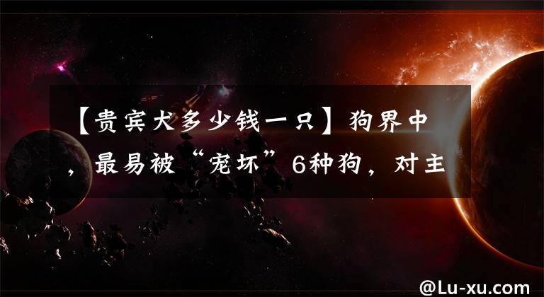 【貴賓犬多少錢一只】狗界中，最易被“寵壞”6種狗，對主人也不客氣