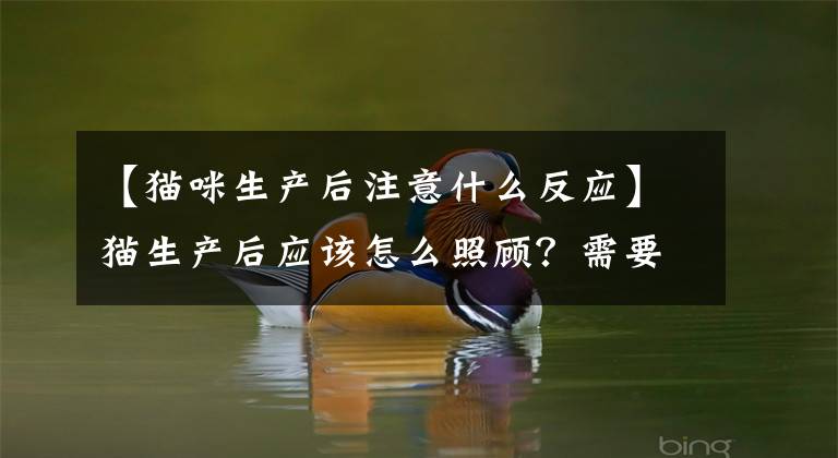 【貓咪生產(chǎn)后注意什么反應(yīng)】貓生產(chǎn)后應(yīng)該怎么照顧？需要注意什么？