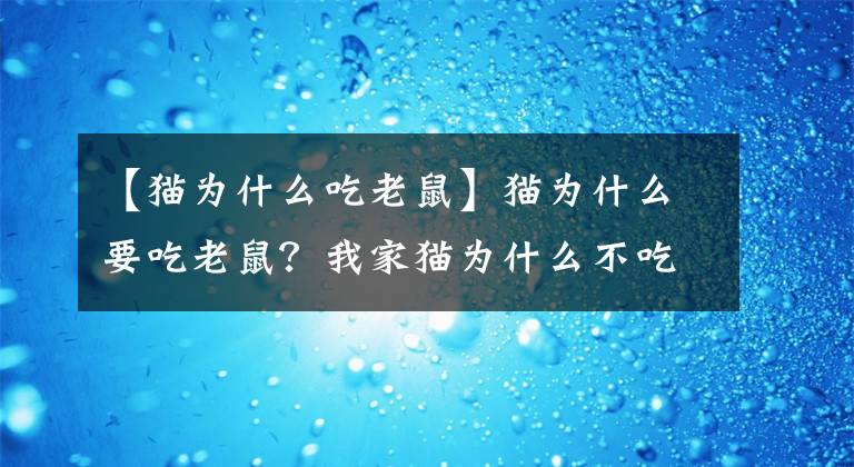 【貓為什么吃老鼠】貓為什么要吃老鼠？我家貓為什么不吃松鼠？