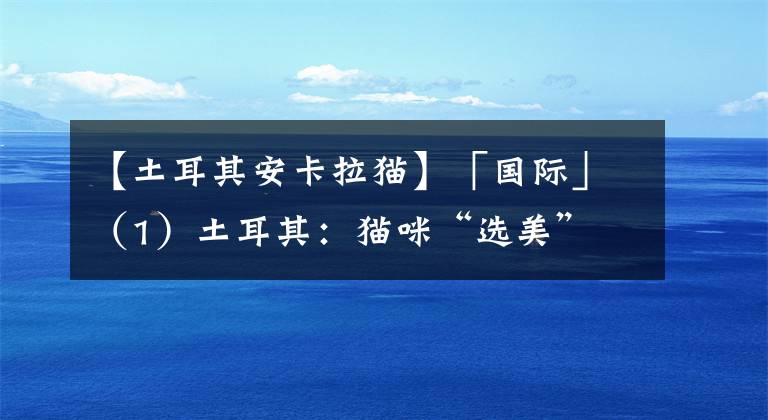 【土耳其安卡拉貓】「國際」（1）土耳其：貓咪“選美”