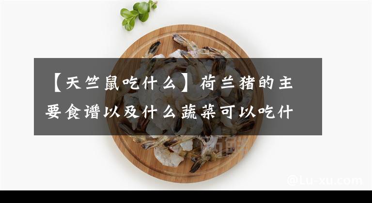 【天竺鼠吃什么】荷蘭豬的主要食譜以及什么蔬菜可以吃什么蔬菜不可以吃