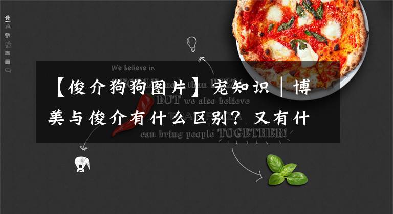 【俊介狗狗圖片】寵知識｜博美與俊介有什么區(qū)別？又有什么關(guān)系呢？