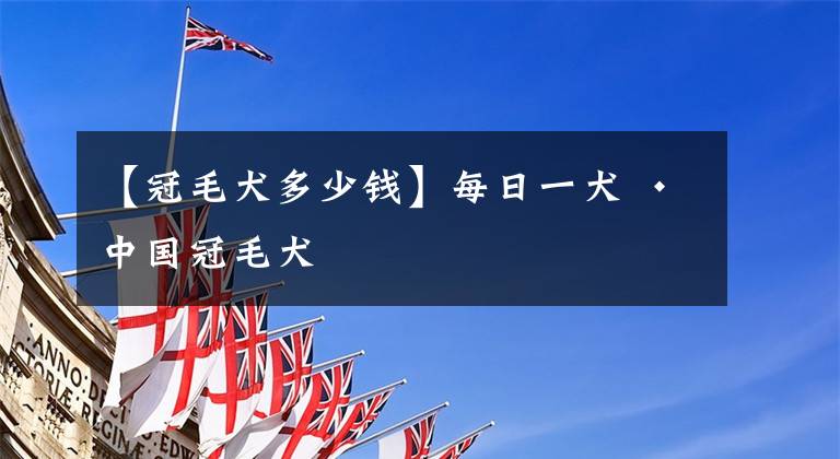 【冠毛犬多少錢】每日一犬 · 中國(guó)冠毛犬