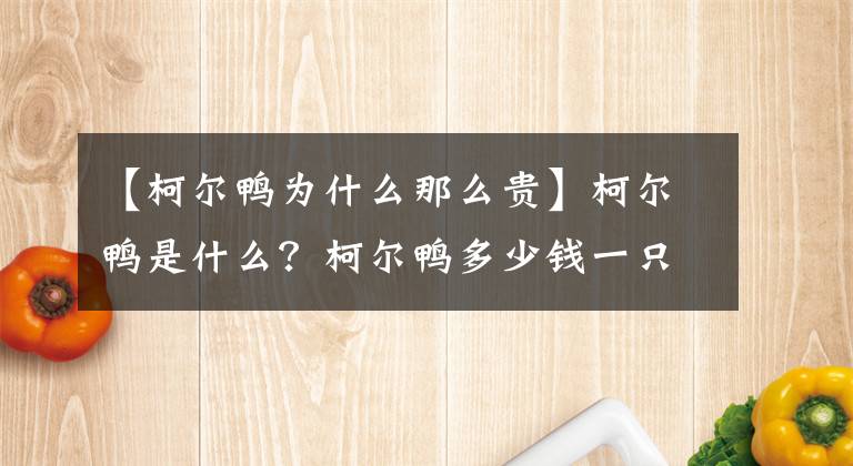 【柯爾鴨為什么那么貴】柯爾鴨是什么？柯爾鴨多少錢一只？為什么這么貴？寵物鴨好養(yǎng)嗎？