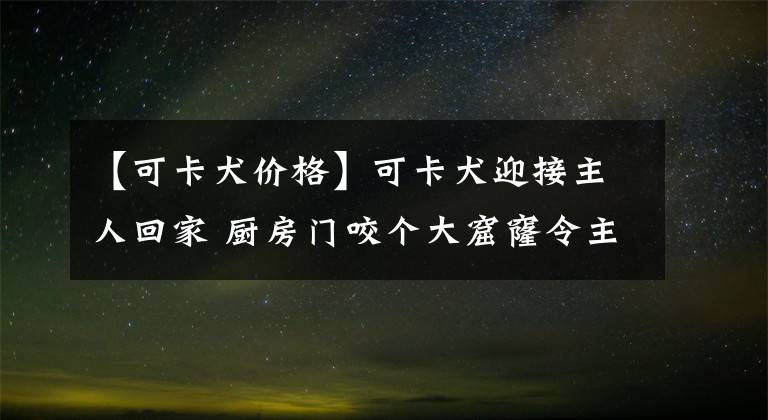 【可卡犬價格】可卡犬迎接主人回家 廚房門咬個大窟窿令主人無語