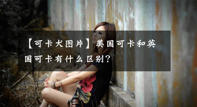 【可卡犬圖片】美國可卡和英國可卡有什么區(qū)別？