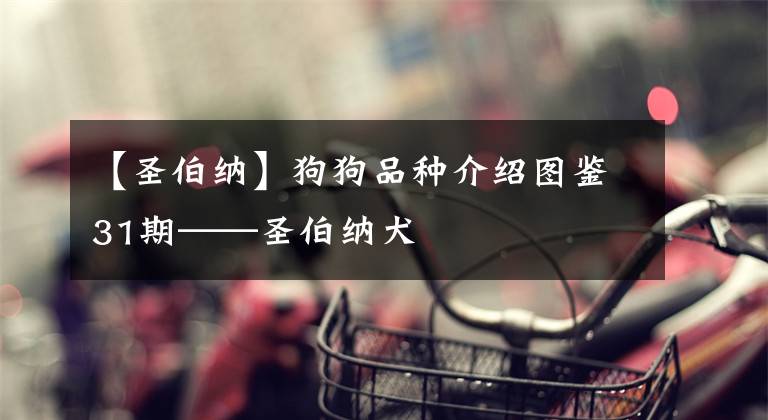 【圣伯納】狗狗品種介紹圖鑒31期——圣伯納犬